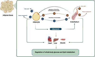 Adipocyte-Endothelium Crosstalk in Obesity